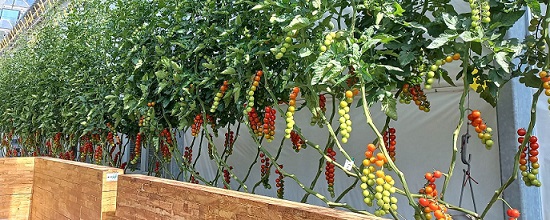 tomaten westlandsafari