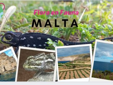 Flora en fauna op Malta